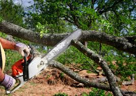 Best Tree and Shrub Care  in Loch Sheldrake, NY